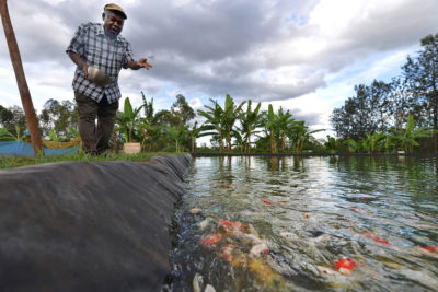 威廉·基亚里(William Kiarie)在肯尼亚萨加纳(Sagana)的养鱼场喂金鱼，他还养罗非鱼和鲶鱼。
