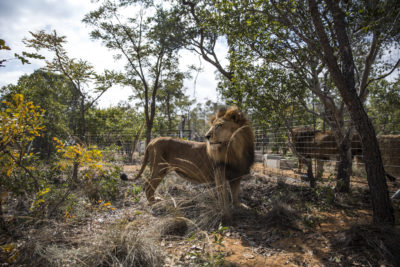 狮子在Vaalwater Emoya大型猫科动物保护区,南非。
