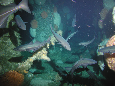 北海石油设施培育了受保护的石珊瑚Lophelia pertusa。