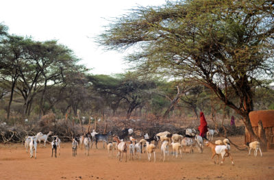 一名Maasai Man Herds牲畜在Il Ngwesi Land上。