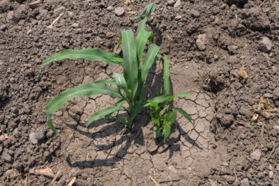 产生粘液的玉米可以在不使用额外的肥料的情况下在营养贫困的土壤中生长近20英尺。
