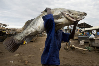 尼罗河鲈鱼，比如这只在乌干达捕获的80公斤重的鲈鱼，在上世纪50年代引入维多利亚湖后，摧毁了当地的物种。