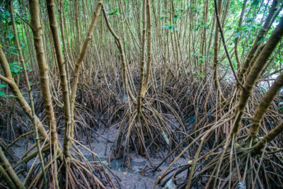 热带湿地，例如巴厘岛的红树林，释放出最强烈的基于树木的甲烷排放。
