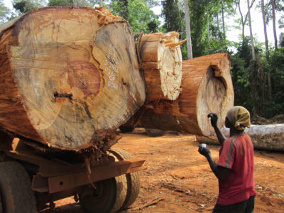 木材被标记为运输到加纳的加工厂。