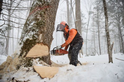 梅诺米尼人伐木机组成员削减2月份成熟的树。