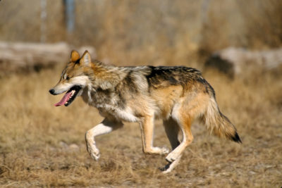 在过去的二十年中，墨西哥灰狼已被重新引入亚利桑那州和新墨西哥州。