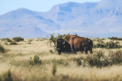 墨西哥奇瓦瓦州的El Uno Ranch的野牛。