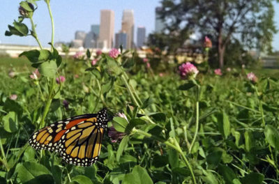 明尼阿波利斯市中心附近的田野中的一只君主蝴蝶。 
