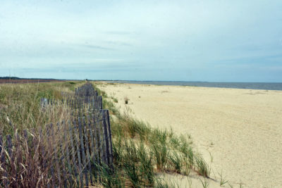 新创造的沙丘，最近种植着美国的海滩避难所。