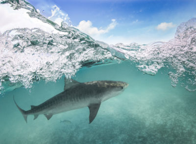 虎鲨Papahānaumokuākea海洋国家纪念碑,583000平方英里的美国夏威夷附近海域的海洋保护区。