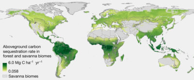 在森林和热带草原生物群落的自然再生森林中，地上碳的积累速率，以每年每公顷碳的公吨为单位。