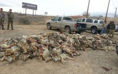 在内华达州的一场杀戮比赛中，土狼的尸体堆积如山。