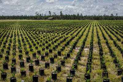 Indonesia's 2011 deforestation moratorium did not ban logging on land already approved for oil palm or pulp operations, such as this oil palm concession in Ketapang, West Kalimantan.
