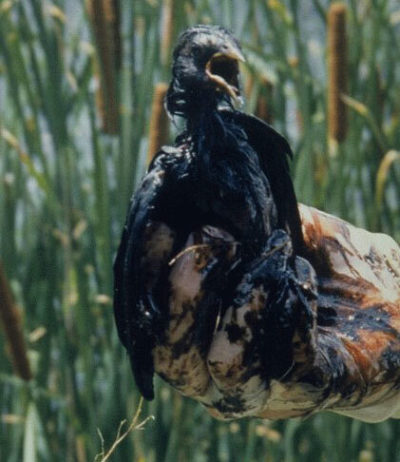在油盖的一只鸟在中央堪萨斯州的污水坑。