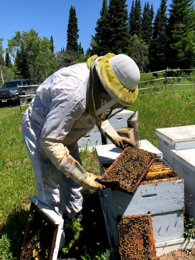 养蜂人丹尼斯·考克斯（Dennis Cox）于7月在犹他州草莓谷地检查蜂箱。