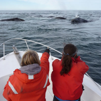 左：新英格兰水族馆科学家收集了Fundy湾右鲸的数据。右：与钓鱼线纠缠的鲸鱼，可能导致骨骼损伤，感染并最终死亡。