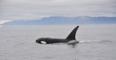 包括这一人在葡萄干湾发现的杀手鲸，包括这一人，近年来一直在北京北京进一步延伸到北极的范围。