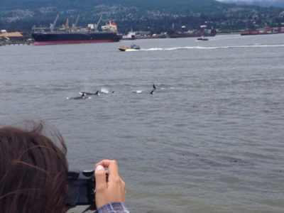 虎鲸荚，也称为orcas，在温哥华的伯拉德入口中巡航油轮。 