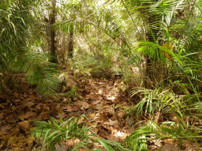 棕榈沼泽森林覆盖的泥煤，在Bokatola附近，刚果共和国。 