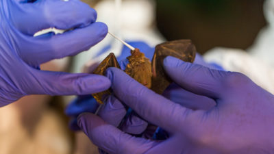 拥有USAID的科学家预测程序在缅甸的KJWE MIN GU CAVES中拍摄一只大黄蜂蝙蝠。