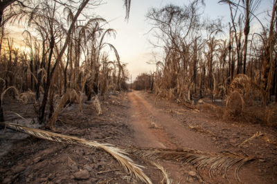 2020年巴西潘塔纳火的残余湿地。