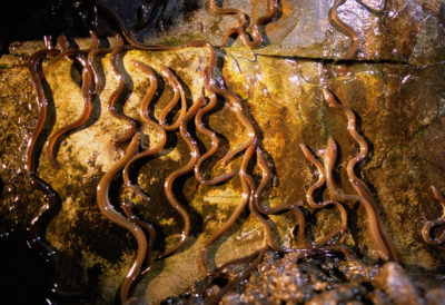 青少年或黄鳗开始爬上大坝的墙壁，因为它们继续在缅因州的Sebastorook河上游。现在，许多水坝都有鳗鱼梯子的通道上游。