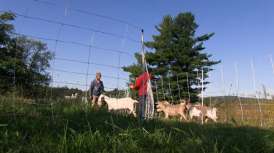 山羊，最近的野生根除，通过吃毒性植物和清除刷来保持土地。