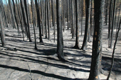 灰毯子森林地板[左]立即在2011年的拉斯克萨斯火灾之后。今天，通过战略稀疏和规定的烧伤已经恢复了108,000英亩的烧毁森林。