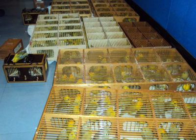 当局从贩运者那里抓住了这些藏红花雀科，他们试图在飞机的行李箱中将鸟类走私（左），并隐藏在汽车后备箱中。
