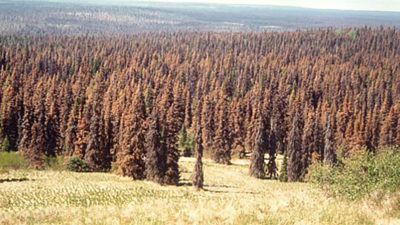 20世纪80年代末/ 90年代初，基奈保护区的云杉因树皮甲虫的侵扰而变黄。今天，同样的保护区被草原覆盖着。