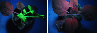 与用双链RNA“疫苗”治疗的植物（右）相比，植物（左）在荧光标记中可见，该植物在荧光标记中可见，该植物（右）激活其免疫系统。