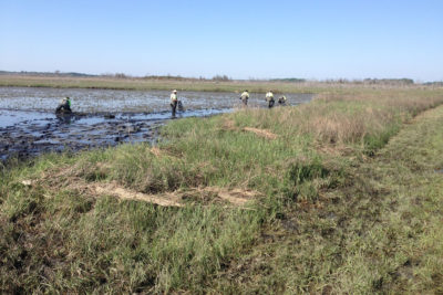 志愿工作者种植本地的米草，作为保护区恢复工作的一部分。