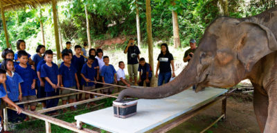 亚洲大象使用其嗅觉，在两箱中找到食物，作为泰国清莱省野生动物教育计划的一部分。