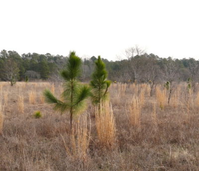 在2020年1月（左）和之后（右）（右）在马里兰州的Plum Creek Preserve受控烧伤。