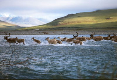 在北极避难所的沿海平原上迁移驯鹿。