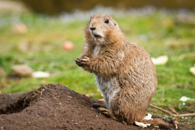 研究表明，草原土拨鼠有语言，可以彼此交谈，“富有同情心的自然资源保护者”认为，这是一个理由，更重视个别动物的福祉。