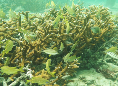 Staghorn Coral位于2018年6月，佛罗里达州佛罗里达州劳德代尔堡的海岸，2018年6月。