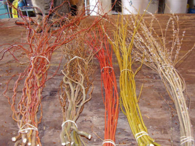 木质花卉（如山茱wood）和柳树（Willows）可以用缓冲剂种植，并销售为花卉贸易。