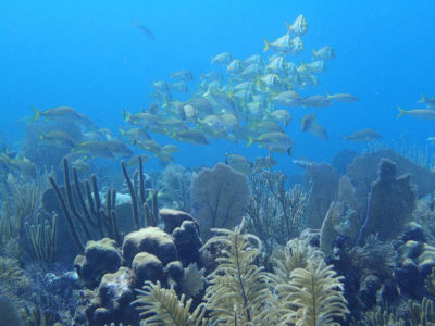 海洋生物在古巴的女王国家公园的花园中蓬勃发展，在那里，黄土赛斯帕珀在博尔德星珊瑚，戈贡尼人和海斯班游泳。