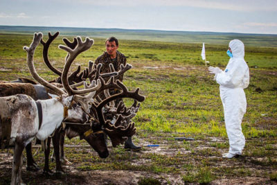 2016年，在西伯利亚的亚马洛-涅涅茨自治州，一名俄罗斯兽医正在检查驯鹿是否感染炭疽热。