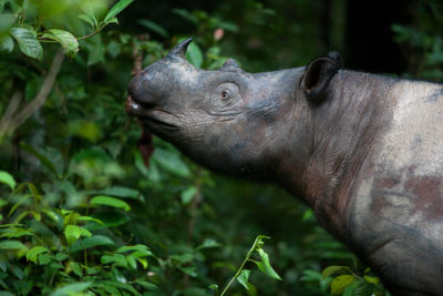 苏门答腊犀牛路坎巴人国家公园里,印度尼西亚苏门答腊岛。