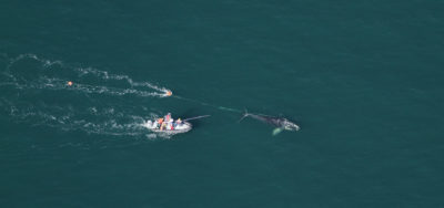 联邦科学家在佛罗里达州Daytona Beach海岸的钓鱼线上释放右鲸鱼捕获的右鲸。