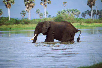 一头大象穿越Rufiji河在坦桑尼亚的塞。