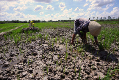 一个农民在越南的湄公河三角洲拉死水稻领域受到盐。