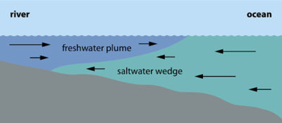 当淡水移动下游时，盐前面形成潮汐水搬到内陆。