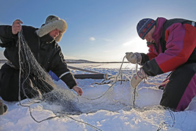 芬兰的Spolt Sami人们已经记录了大西洋鲑鱼的当地衰落，并与项目上的科学家合作，以恢复它们。 
