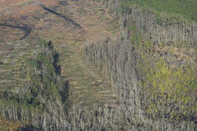 大部分的木球Drax电站使用的来自美国的森林树木,比如这个山县,北卡罗莱纳,2015年记录。