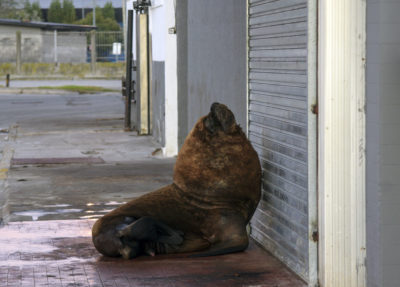2020年4月16日，在冠状病毒锁定期间，阿根廷Mar del Plata的人行道上的海狮。