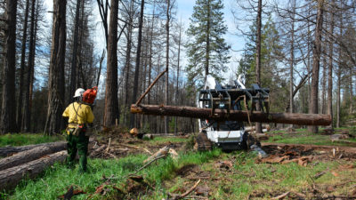 一名维护人员于2017年在加利福尼亚州塞拉国家森林中去除死树。
