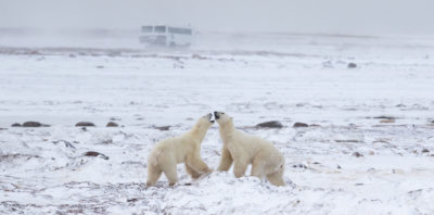 研究车辆苔原越野车（在背景中）用于跟踪加拿大哈德逊湾地区的北极熊。
